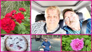 17.06.26 ✨НАКРЫВАЕТ МЕНЯ ✨🌹РОЗЫ В ШАХОВСКОЙ 🌹 ТВОРОЖНАЯ ЗАПЕКАНКА ✨