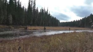 охота и рыбалка
