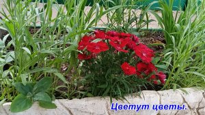 Цветут цветы 17 июня 2026 год.