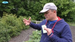 Всего одна обработка малины и не будет ни вредителей, ни болезней
