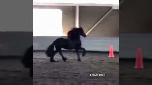 //Brown_Horse// ОДА ФРИЗЫ 😏