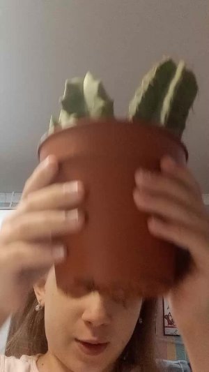 Антон