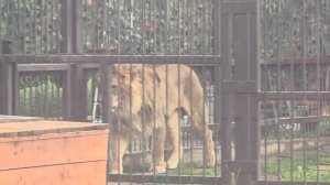 15.06.26г 20ч45 Первая вечерняя перекличка ШЕРхана.Посматривает,а Киара сегодня не поддержала (1)