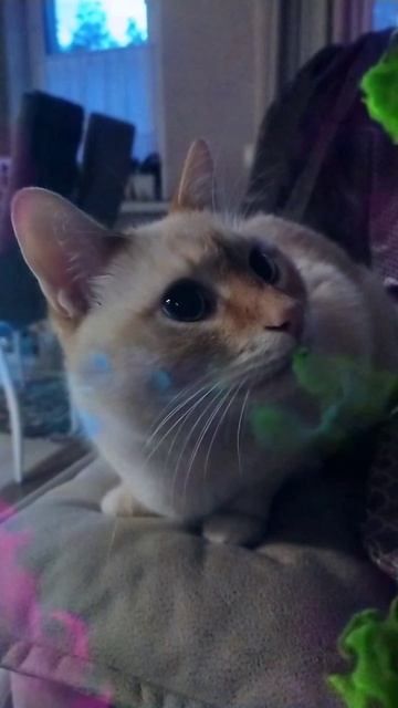 Котося 7😻😻😻 смотреть онлайн