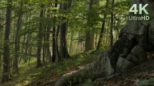 4K Лесной концерт пение птиц в лесу — без повторов (Звуки природы для сна)