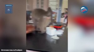 Кухонный погром: бабуины разгромили дом в Намибии