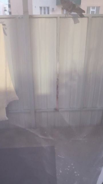 Мася и голубь