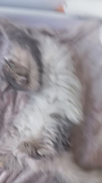 фокус покус смотреть онлайн