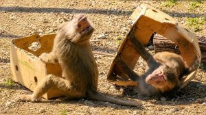 Мигель и его ОДНОКОМНАТНАЯ КОРОБКА! Завидный жених ДОМ2! Привет из прошлого, обещали - показываем!