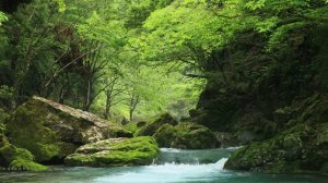 Звуки родниковой воды 🍃 Медитация журчание воды 🍃 Прекрасная природа реки