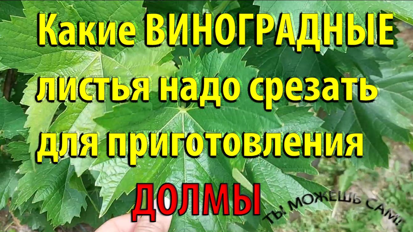 Какие виноградные листья надо срезать для приготовления ДОЛМЫ. смотреть онлайн