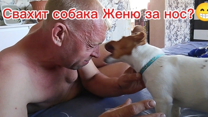 Как Джек Рассел терьер развлекается с хозяином: моменты чистого счастья