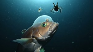 2000 м Бездна: Рыба с прозрачной головой — это реально, не CGI