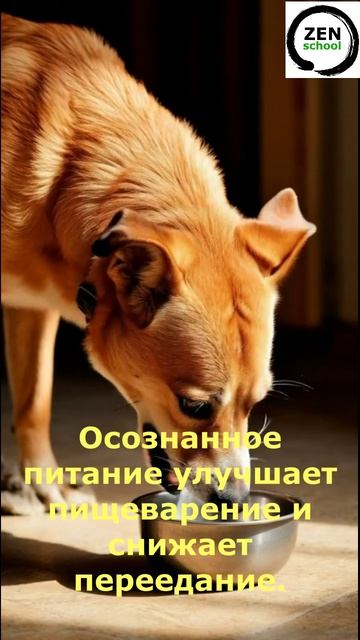 Как собаки учат наслаждаться едой?
