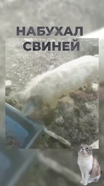 СВИНКИ СЛОВНО НА ВЕЧЕРИНКЕ 😂