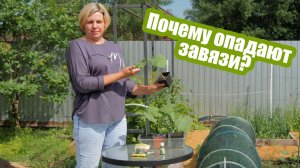 Завязи огурцов опадают? Вот как это исправить!