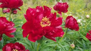 У нас рядом питомник пионов, а мы не знали!🌺 Что купила? 🌸Обед. Высадила Шалфей.Ленобласть.Ужин.