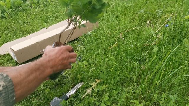 Покупка саженца №8 на wildberries - продавец Сад у дачи смотреть онлайн