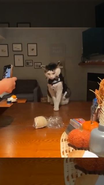 Когда возомнил себя супер котомоделью 😼