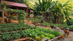 Убить больше кур на продажу. Обновить органический огород и посадить новые культуры.