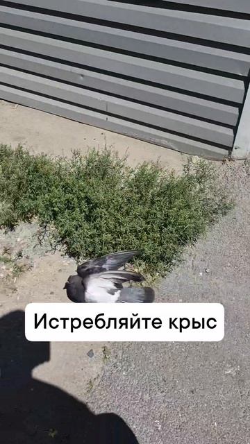 истребляйте крыс