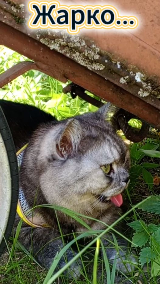 Когда на улице +30, а ты в шубе!☀️🐈