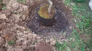 КАК ПРАВИЛЬНО ПОСАДИТЬ ГРУШУ ВЕСНОЙ🍐