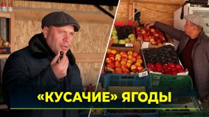 Ягодный сезон на Ямале начался не самых дешёвых цен