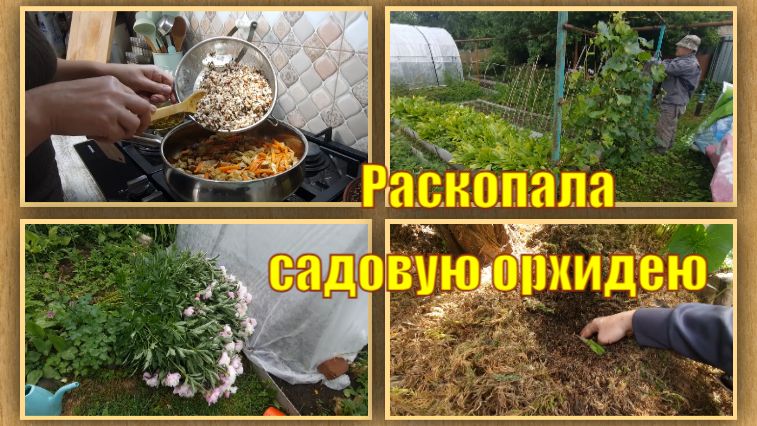 Резкое похолодание. Спасаем огурцы и другие работы в огороде. Плов из смеси рисов.