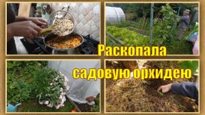 Резкое похолодание. Спасаем огурцы и другие работы в огороде. Плов из смеси рисов.