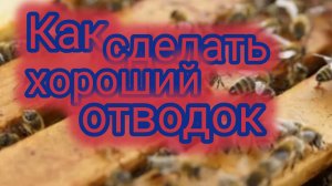 Как сделать хороший отводок 🐝