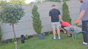 Сытники- Работа кипит посадка туи!