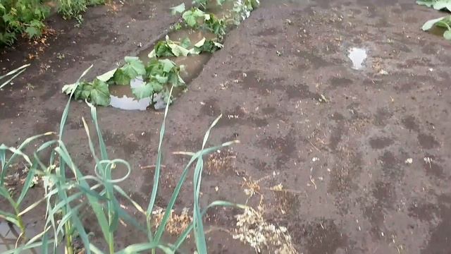 Наконец-то дождались / маринованный Редис / первый раз на волю смотреть онлайн