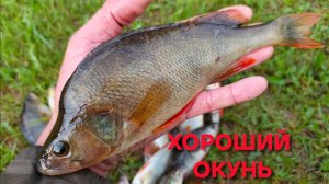 Сходил на рыбалку и поймал крупных окуней Мелкую рыбу отдал котам и курочкам