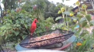 Отличный контент с участием птиц!#птицы #cutbirds #красивыептицы #birdvideo #birdlover #birds