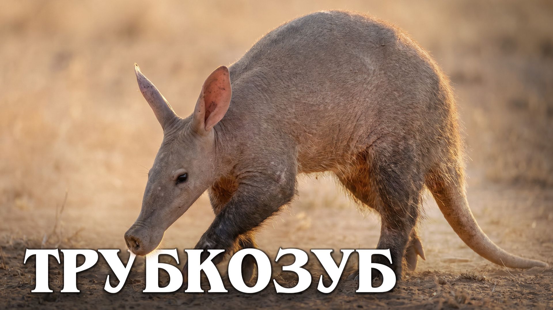 НЕ Хищники