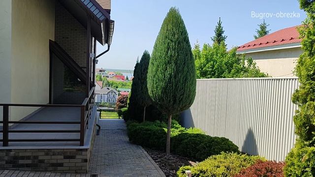 Стрижка вертикального можжевельника на штамбе.