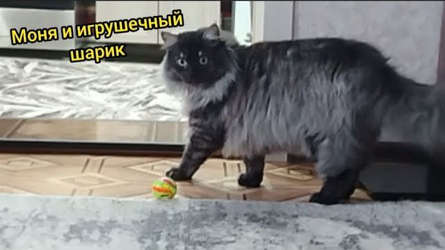 Я играю с моим котом Моней в мячик