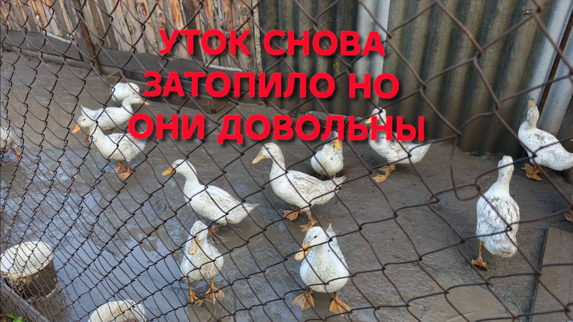Жизнь в деревне Купил корм уткам Уток затопило но они довольные Опять наводить порядок