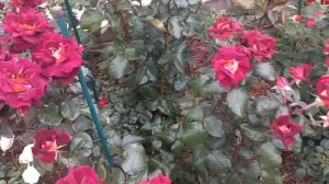Первая волна цветения роз 6ч.