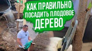 Как правильно посадить вишню? Пошаговая инструкция, чтобы саженец прижился.