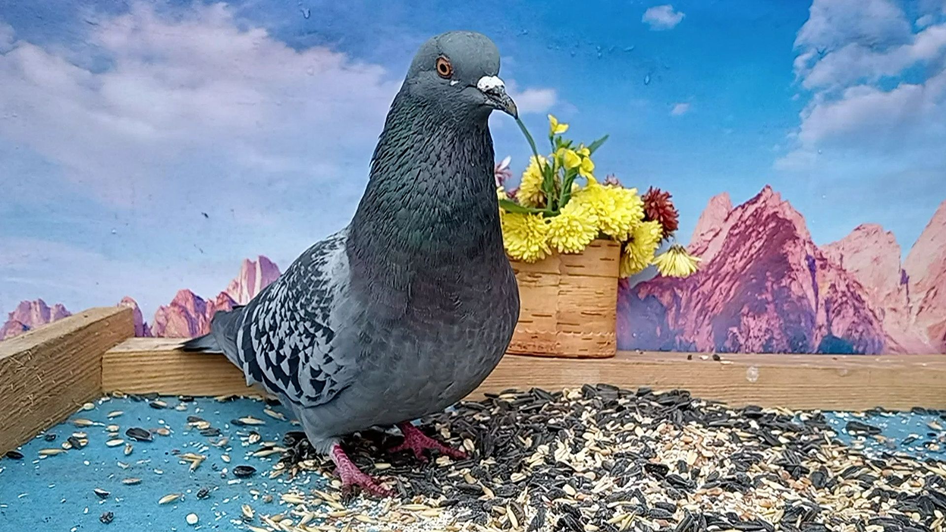 Наблюдаем за Птичками на кормушке