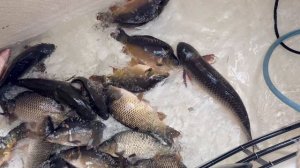 Привоз карпа в малый водоем