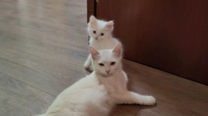 Мама, вставай. Кошка-мама и её любимый котёнок.