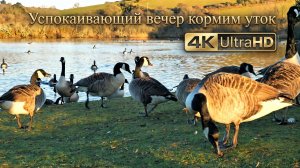 4K Успокаивающий вечер кормим уток, лебедей и гусей на пруду (Звуки природы)