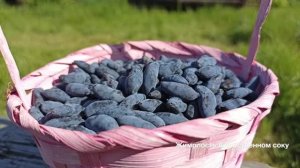 Жимолость съедобная. Дикоросы. Рецепты блюд.