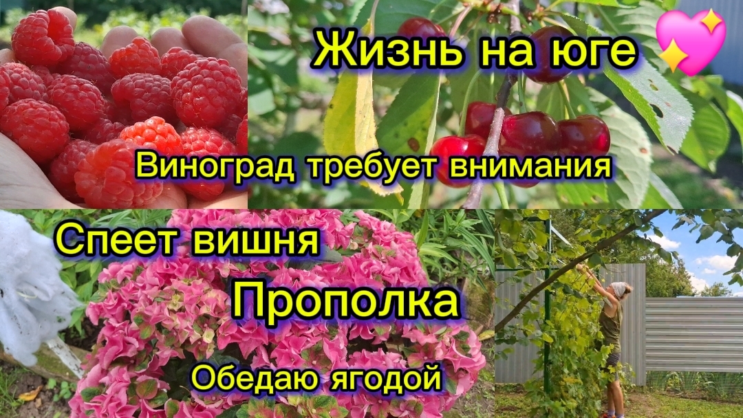17-06-2026/Краснодарский край/Наши трудовые будни/Вишня/Малина/Привожу в порядок огород/Каналу год🎉 смотреть онлайн