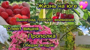 17-06-2026/Краснодарский край/Наши трудовые будни/Вишня/Малина/Привожу в порядок огород/Каналу год🎉