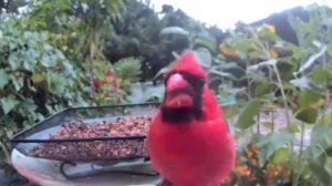 Отличный контент с участием птиц!#птицы #cutbirds #красивыептицы #birdvideo #birdlover #birds