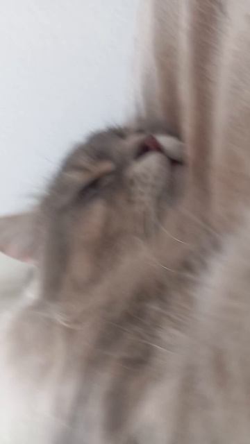 котик и шиншила смотреть онлайн